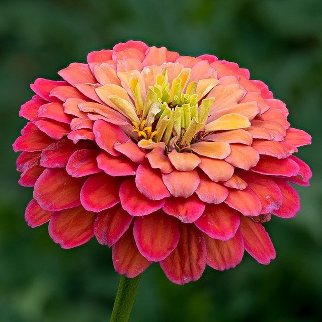 Zinnia Seed