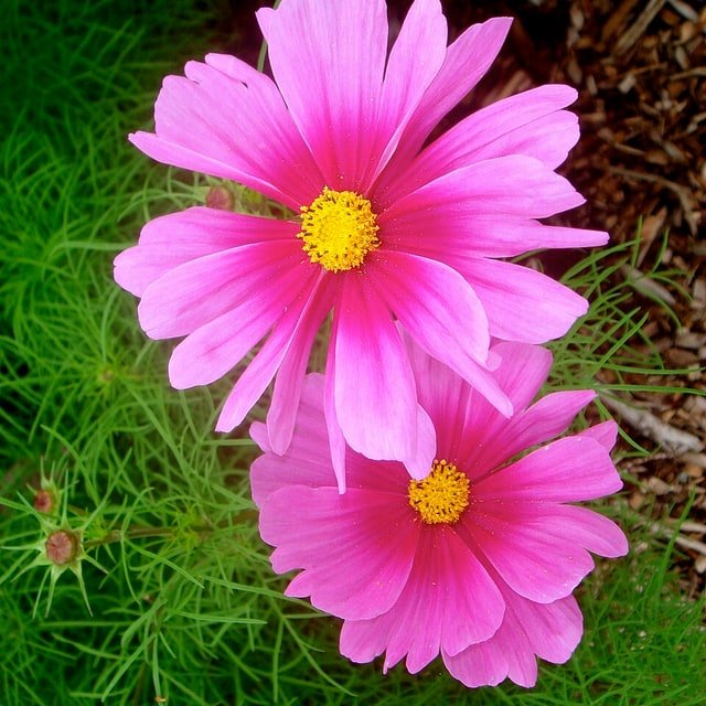 Cosmos Seed