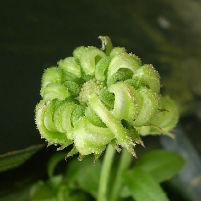 Calendula Seed
