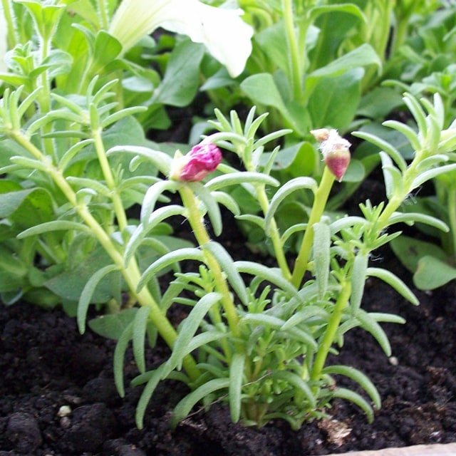 Portulaca Seed