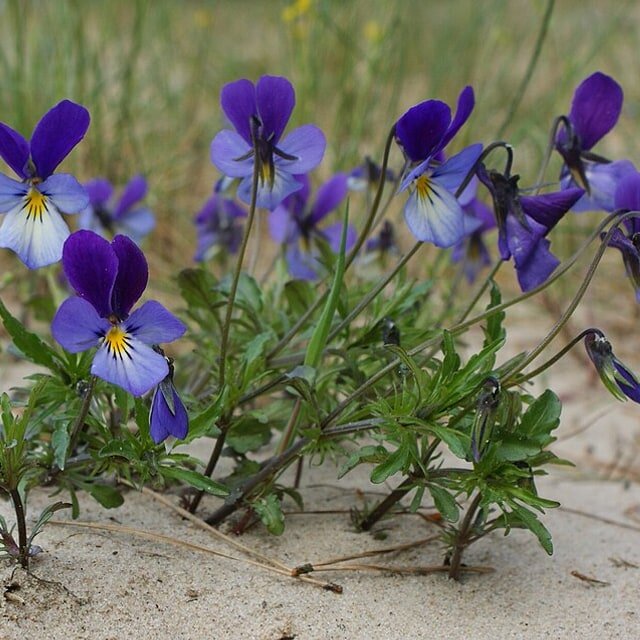 Pansy Seed