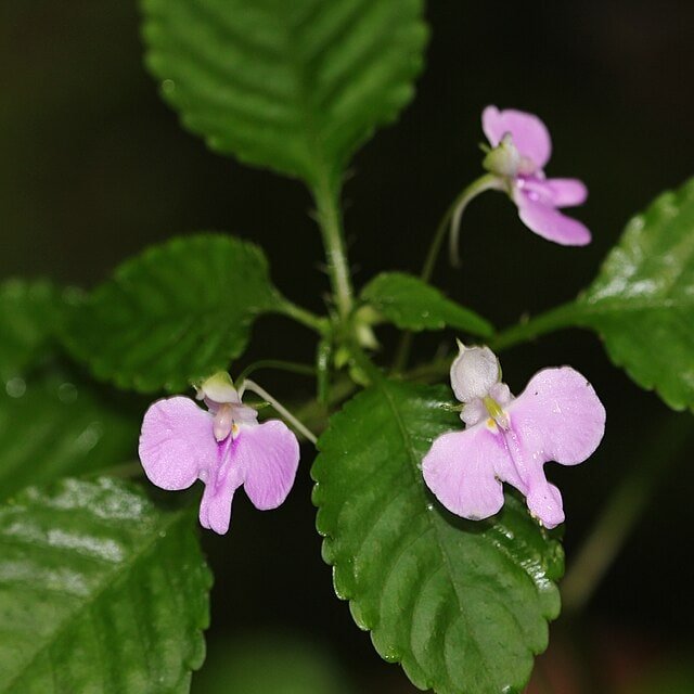 Impatiens Seed