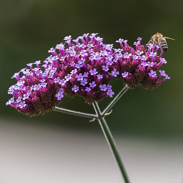 Verbena Seed