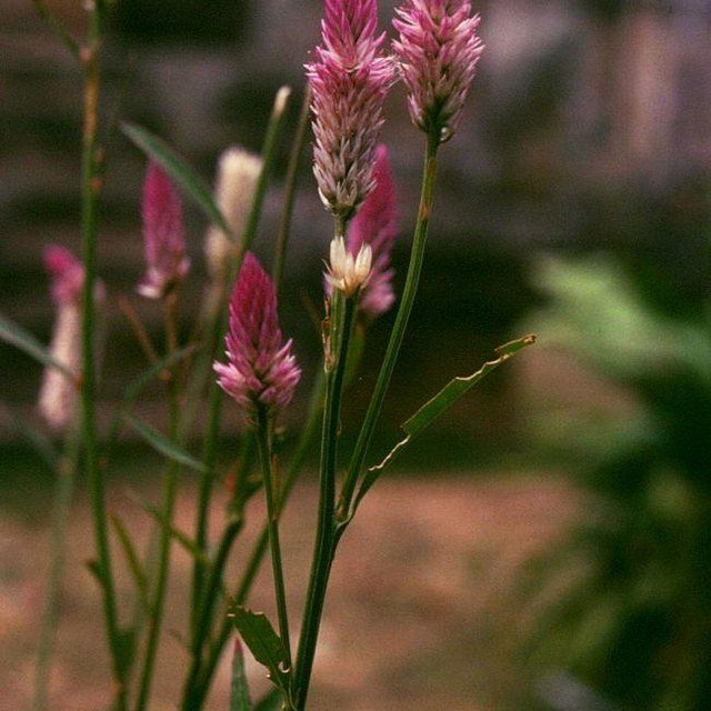 Celosia Seed