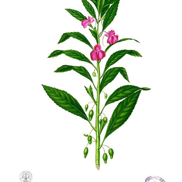 Balsam Seed