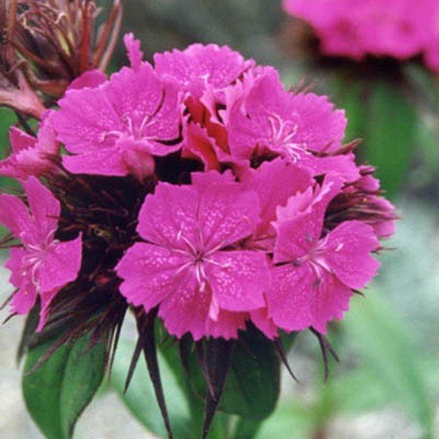 Dianthus Seed