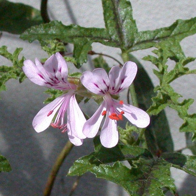 Geranium Seed