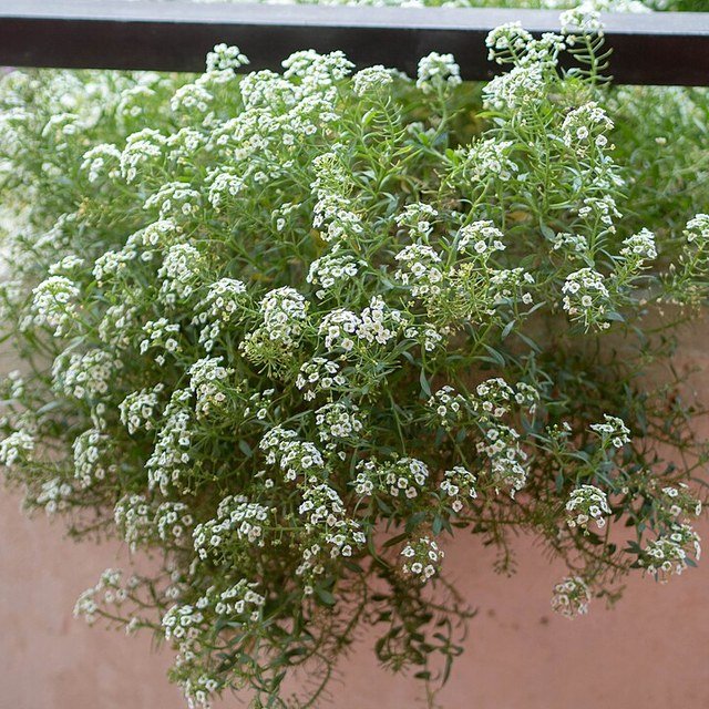 Alyssum Seed