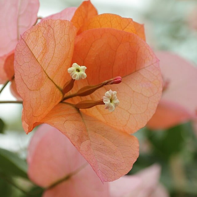 Bougainvillea Seed